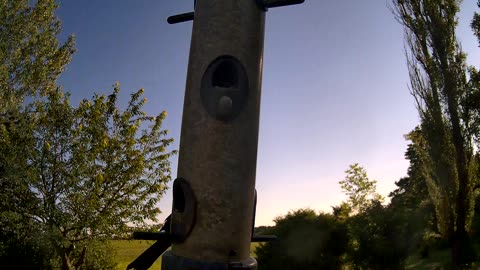 from the feeder : redwing blackbird