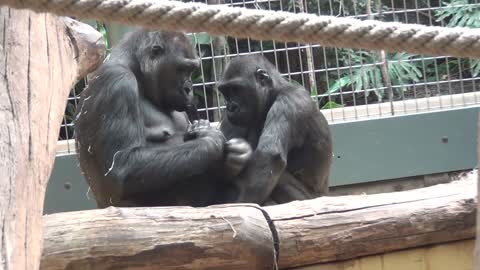 The gorilla cleans her cub in the Zürich Zoo