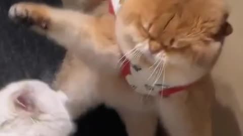 cat fighting