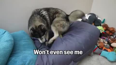 Husky STOMPS Paws & RUNS Off Angrily to Hide!