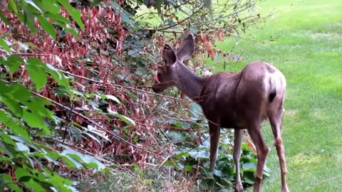 This Is How Eagle Hunting Deer