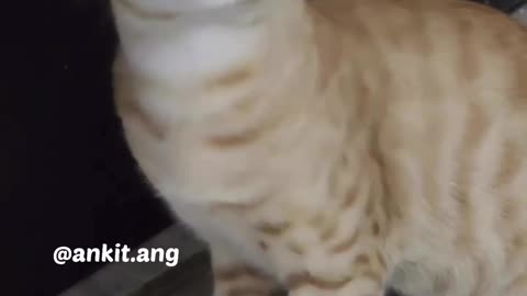 Very Emotional Cat Video - So Sad cat