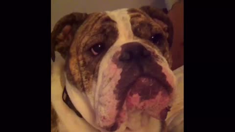 Elvis the Bulldog learns to speak English