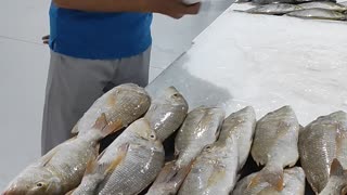 Fresh Fishes Available in Dubai