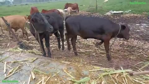 A group of amusing cows eating soft grass