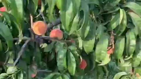 Peach tree