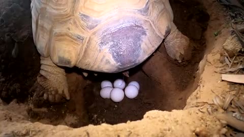 Tortoise Laying Eggs