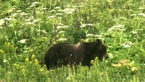 He's eating cow parsnip.