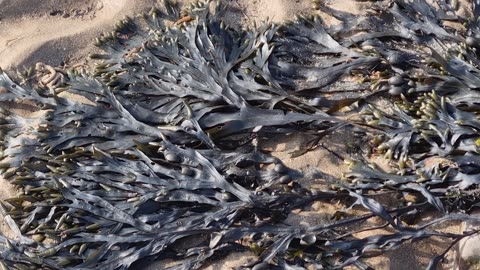 Seaweed On A Beach In North Wales