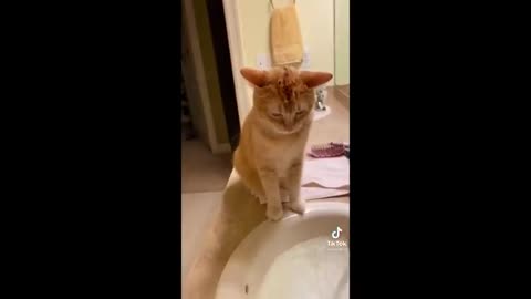 Animal funny video