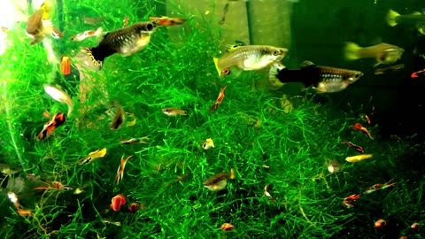 Aquarium full of colorful guppies!!