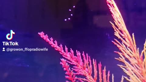 Betta Fish Spawning