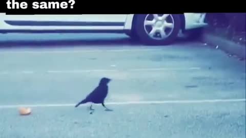 The crow fed the hungry mouse