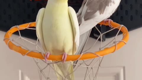 Singing Bird Is Shushed by Sister