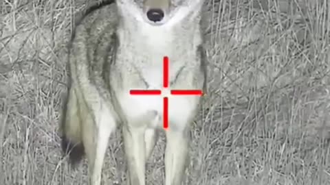 Hunter Got Hunted - Coyotes Hunting __ Wild Animals Hunting Prt.8 #shorts