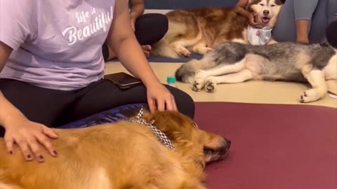 Dog Yoga 🧘‍♂️ funny 😁 video || how to dog training funny moments 😄