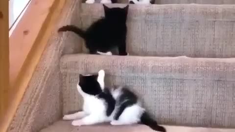 Black and white cute cats