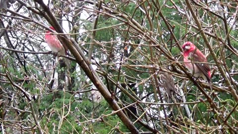 Purple Finches