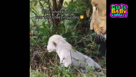 Cutest White Lion Cubs Roar and Can't Stop Playing