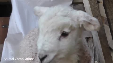 Adorable Funny Baby Lamb & Sheep Compilation