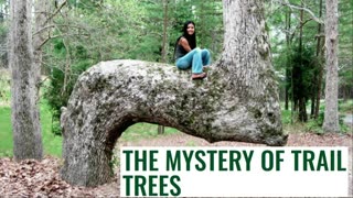 Ghost Forests of the Old World CONSPIRACY-R-US