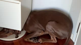 Guilty Dog Tries to Hide