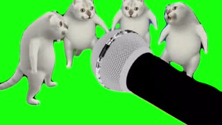 Cats Singing – Murcat | Green Screen