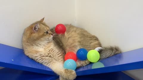 Cats and 100 balls #7