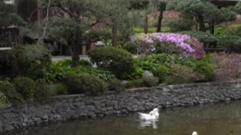 The swan in pond