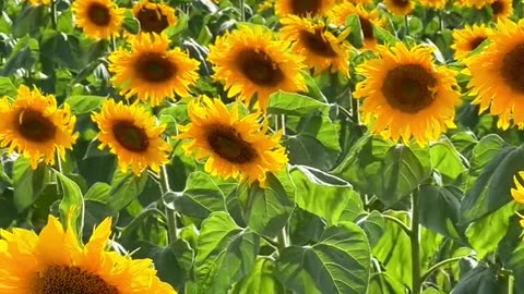 Sun Flower | Beautiful Natural Garden #Nature