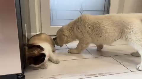 Golden Retriever Puppy Confused by New Cat