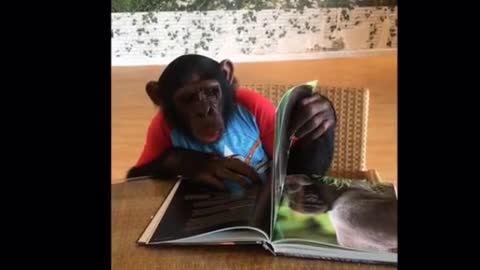 Joven chimpancé aprende sobre la vida silvestres a través de imágenes