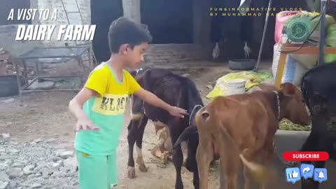 VISITING A DAIRY FARM