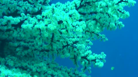 NO SOUND - Soft corals in Panglao Island