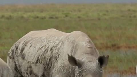 Rhinos: Did you know?