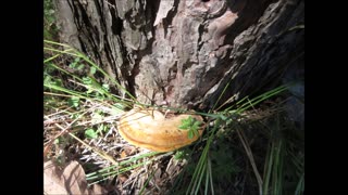 Living On A Tree Mushroom July 2022