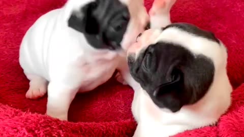 Baby Pug Dog funny video