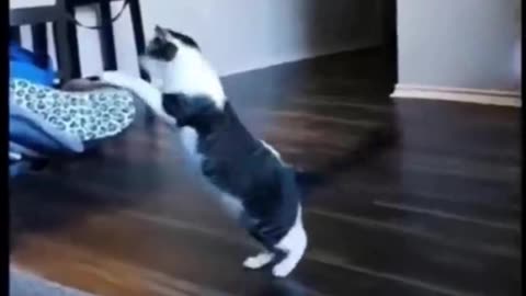 Funny and Cute Cats Videos #216