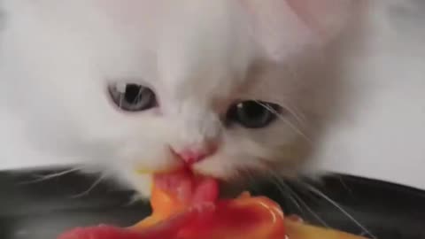 Cute White Kitten is Eating Healthy Food #SoCute #Kitten #Whitekitten #SmallCat #Whitecat