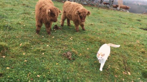 Scottish Highland Cattle In Finland: Cat is interesting and scary