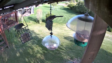 Northern Mocking Bird & Gray Catbird