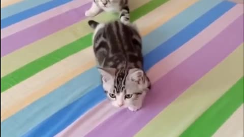 Cute Kittens Walking Pretty Cute - Tiktok Cats - (#Funny #Animals #433)