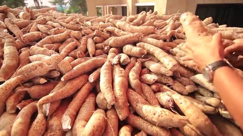 Awesome Agriculture Technology Cassava Cultivation - Cassava Farm and Harvest - Cassava Processing