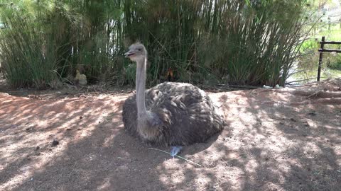 Ostrich on Farm