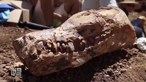 Hundred million-year-old fossil dug up in Queensland