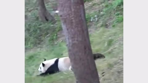 Funny panda video