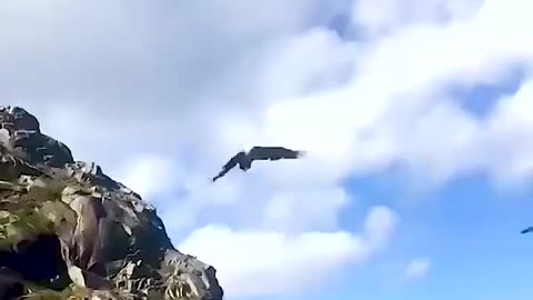 Eagle in slow motion