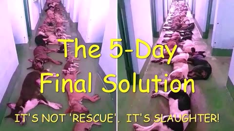 DISTRESSING CONTENT: Not all 'Animal Rescuers' are the same!