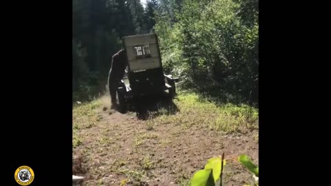 Release of 2 captured angry Montana grizzly bears