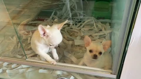 Two Cute Chihuahua Puppies!
